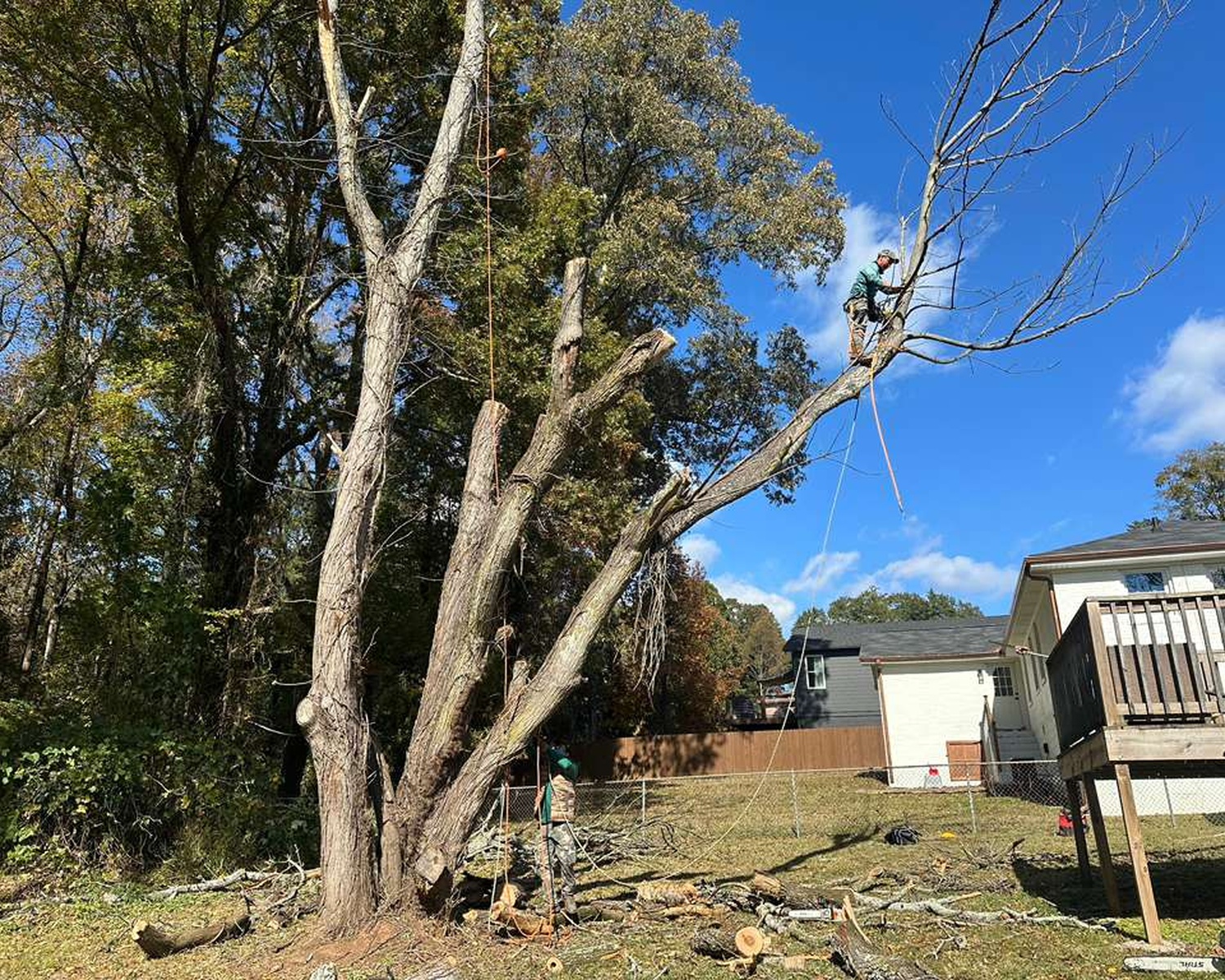 ARBORICULTURE SERVICES service
